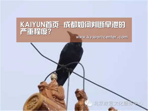 开云比分